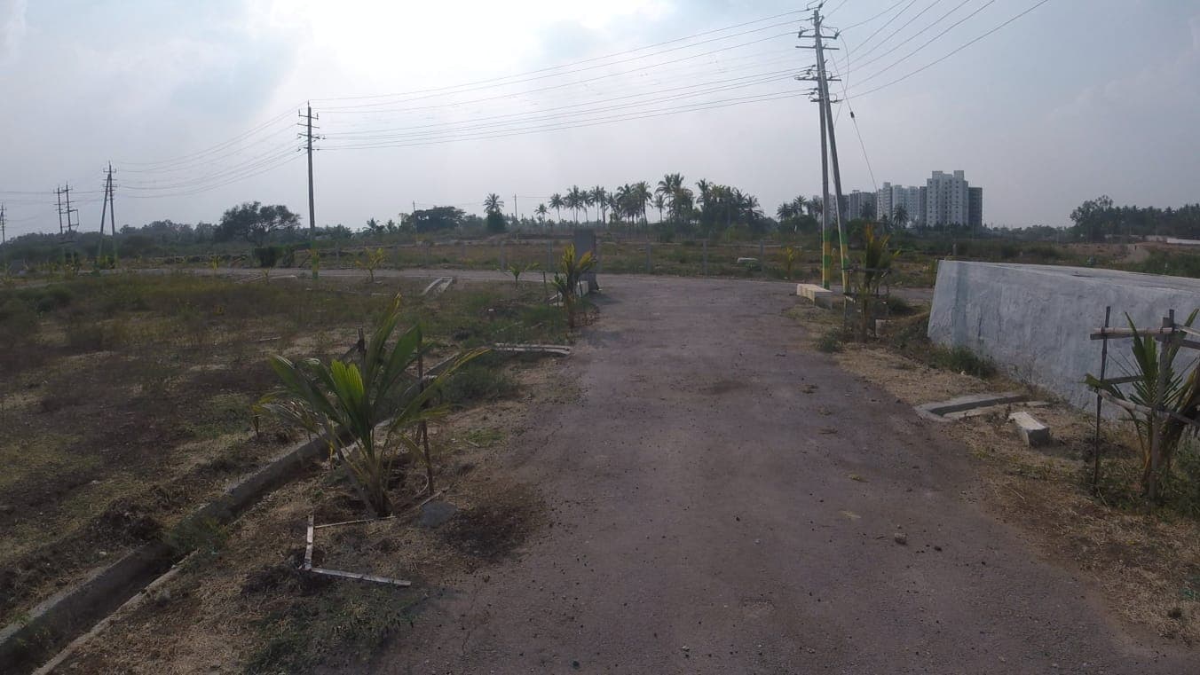 Layout road lined with young palms